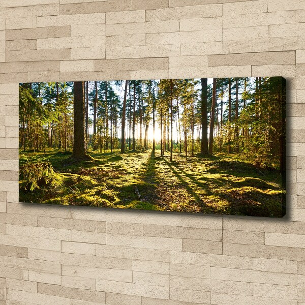 Foto canvas Dennenbos