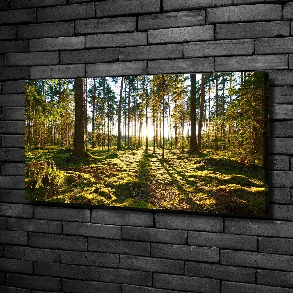 Foto canvas Dennenbos