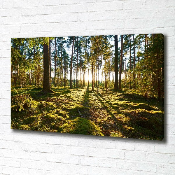 Foto canvas Dennenbos