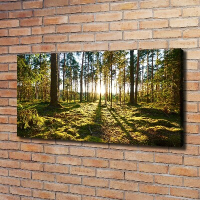 Foto canvas Dennenbos