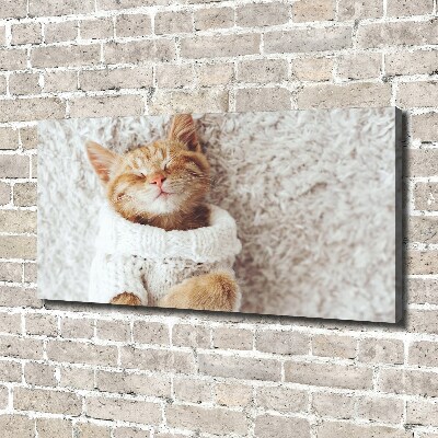 Schilderij op canvas Katje in een trui