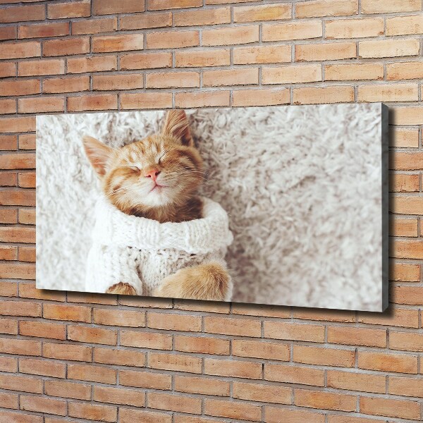 Schilderij op canvas Katje in een trui
