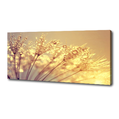 Foto obraz na płótnie Nasiona dmuchawca