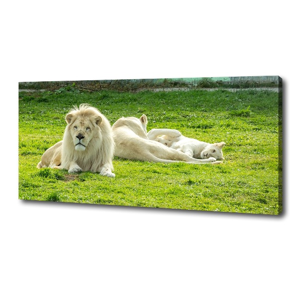 Canvas foto Beige leeuwen
