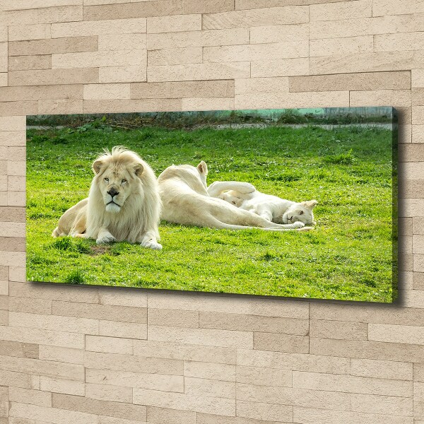 Canvas foto Beige leeuwen