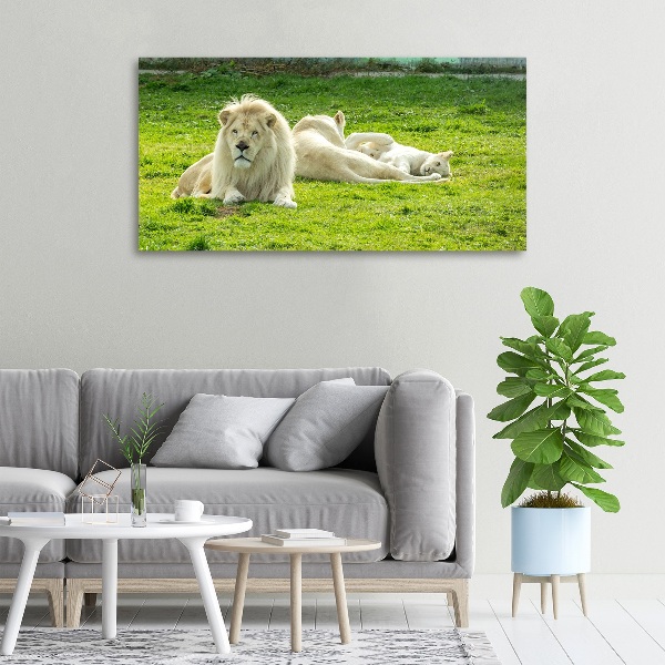 Canvas foto Beige leeuwen