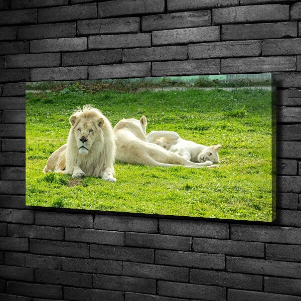 Canvas foto Beige leeuwen