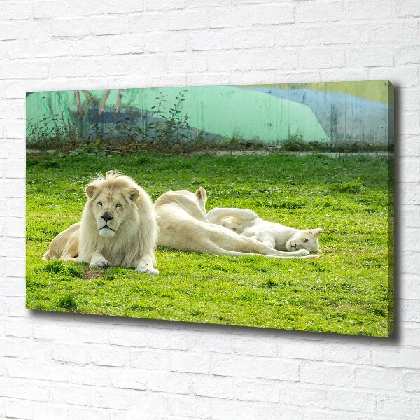 Canvas foto Beige leeuwen