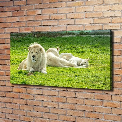 Canvas foto Beige leeuwen