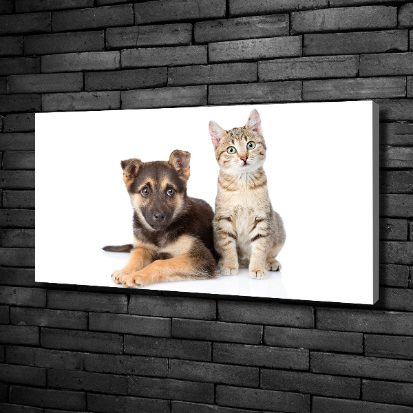 Foto op canvas Hond en kat