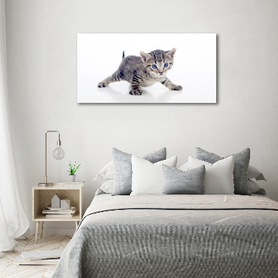 Foto op canvas Kleine kat