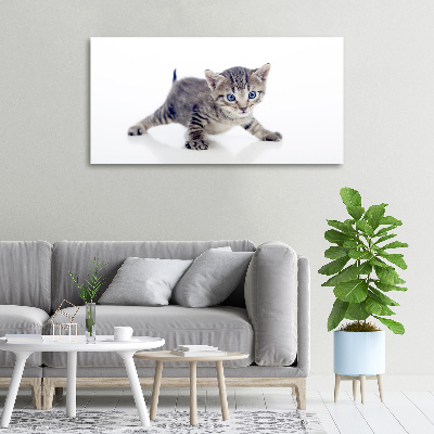 Foto op canvas Kleine kat