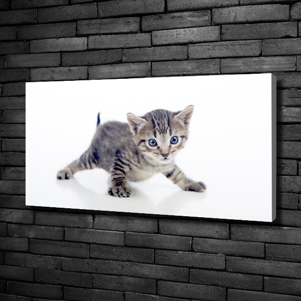Foto op canvas Kleine kat
