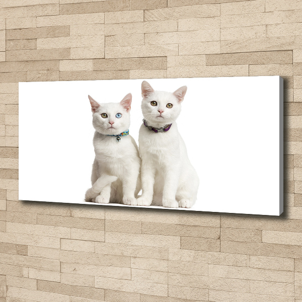 Foto canvas Witte katten