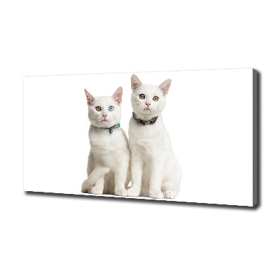 Foto canvas Witte katten