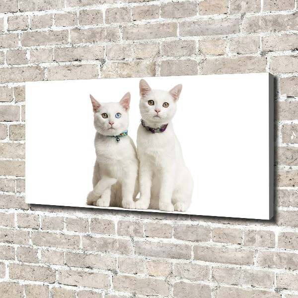 Foto canvas Witte katten