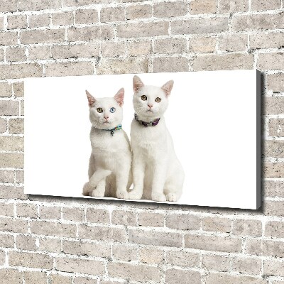 Foto canvas Witte katten