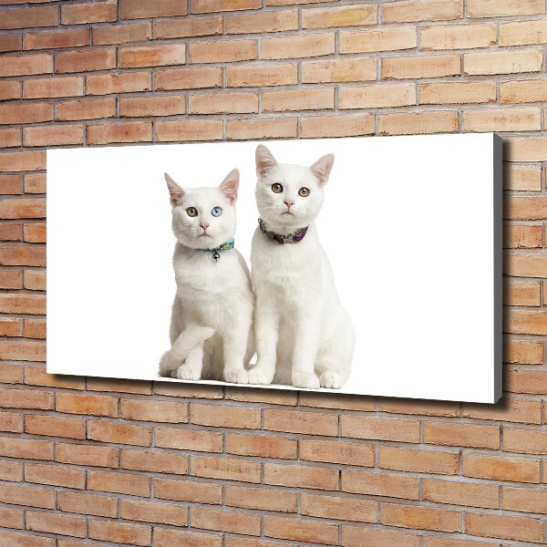 Foto canvas Witte katten