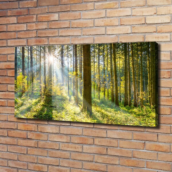 Schilderij op canvas Bos in de zon