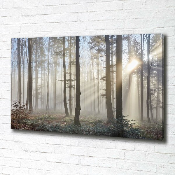Foto canvas Mist in het bos