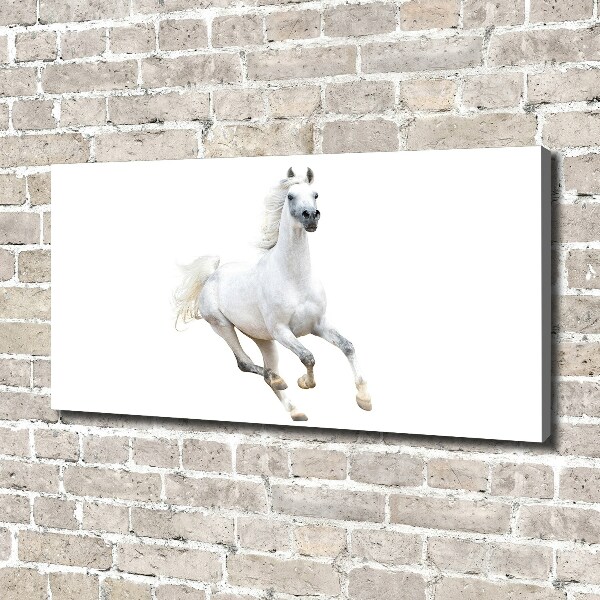 Canvas schilderij Wit Arabisch paard