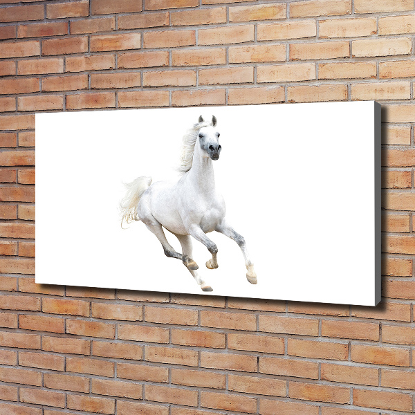Canvas schilderij Wit Arabisch paard