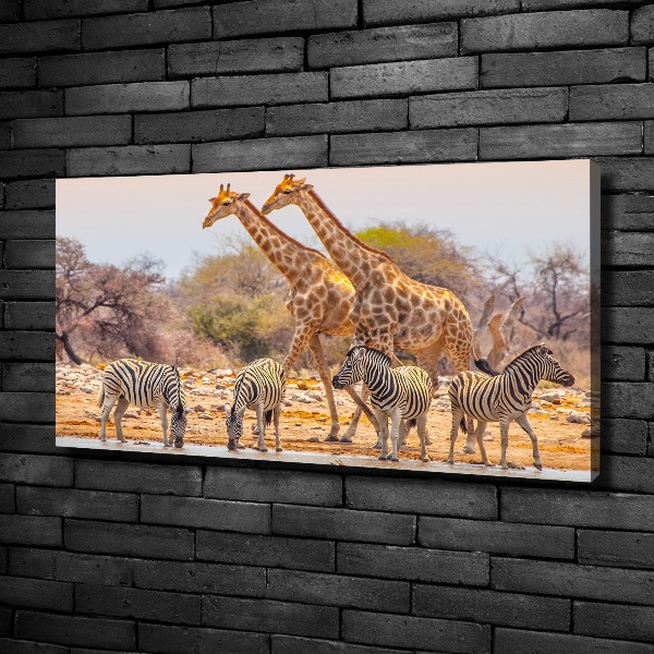 Foto canvas Giraffen en zebra's