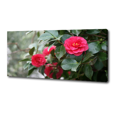 Foto canvas Camelia