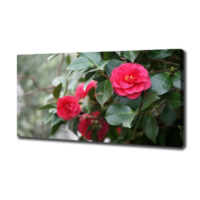 Foto canvas Camelia
