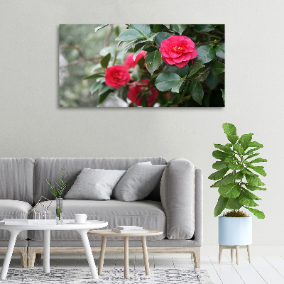 Foto canvas Camelia