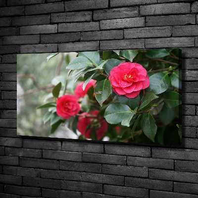 Foto canvas Camelia