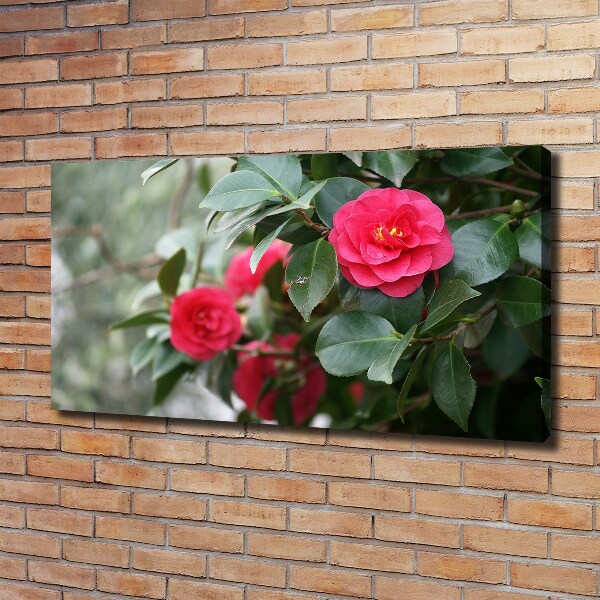 Foto canvas Camelia
