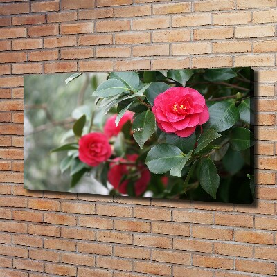 Foto canvas Camelia