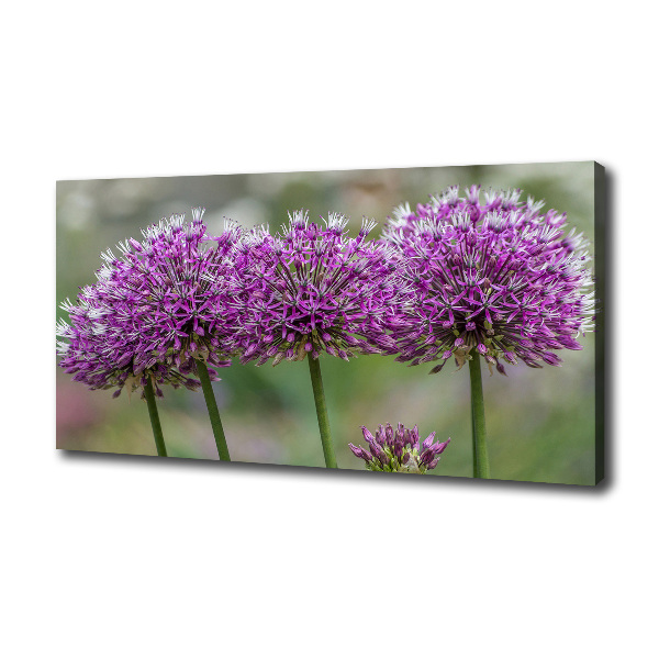 Foto op canvas Knoflookbloem