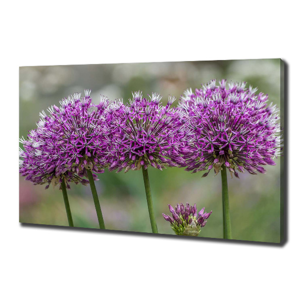Foto op canvas Knoflookbloem