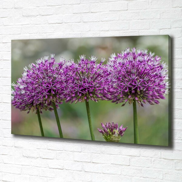Foto op canvas Knoflookbloem