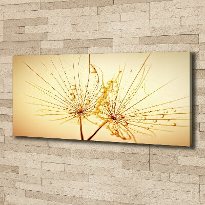 Foto op canvas Paardenbloemzaden