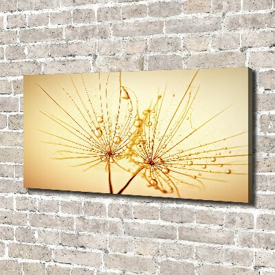 Foto op canvas Paardenbloemzaden