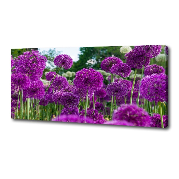 Canvas schilderij Knoflookbloemen