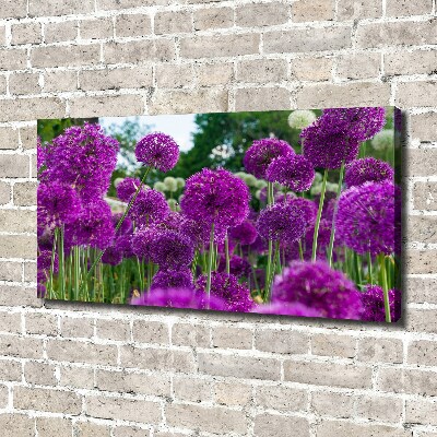 Canvas schilderij Knoflookbloemen
