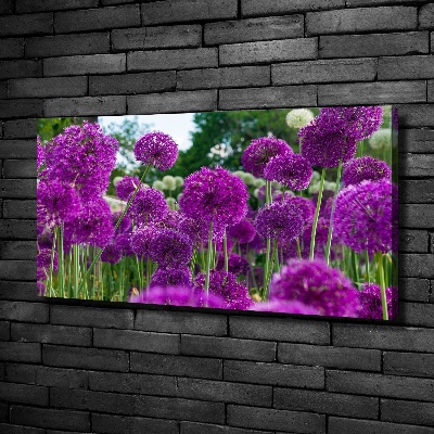 Canvas schilderij Knoflookbloemen
