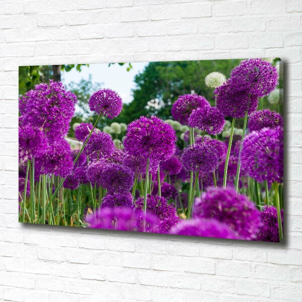 Canvas schilderij Knoflookbloemen
