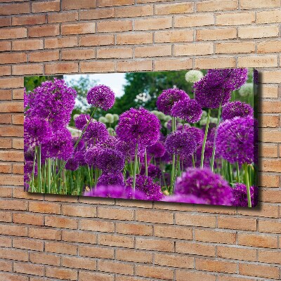 Canvas schilderij Knoflookbloemen