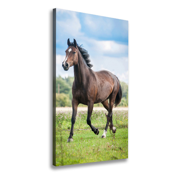 Verticale foto op canvas Een paard in een veld