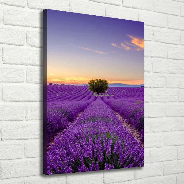 Verticale foto op canvas Lavendelveld