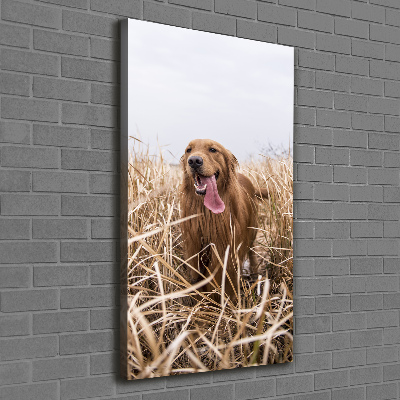 Foto obraz na płótnie pionowy Golden retriever