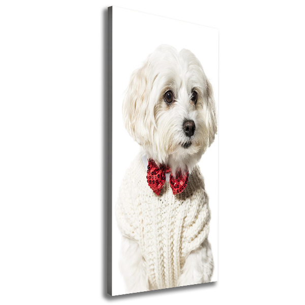 Verticaal canvasschilderij Maltezer met een vlinderdas
