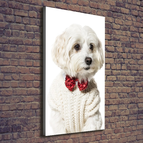 Verticaal canvasschilderij Maltezer met een vlinderdas