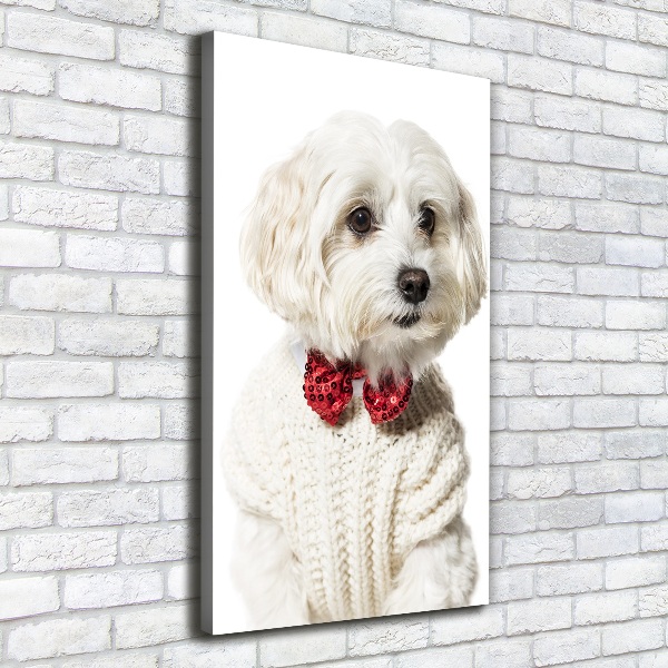 Verticaal canvasschilderij Maltezer met een vlinderdas