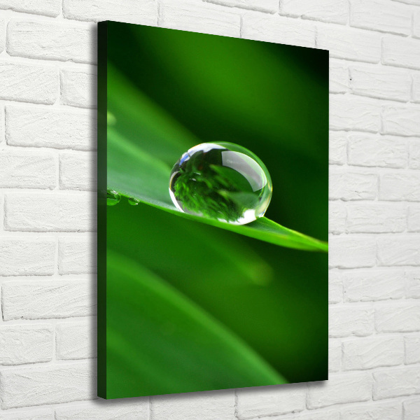 Verticale foto op canvas Een grassprietje